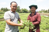 Về thăm "thủ phủ" sương sáo tại miền Tây Về thăm "thủ phủ" sương sáo tại miền Tây