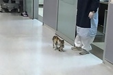 Cảm động cảnh mèo mẹ tha con đến bệnh viện nhờ giúp đỡ Cảm động cảnh mèo mẹ tha con đến bệnh viện nhờ giúp đỡ