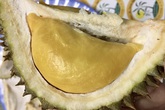 Chợ mạng dậy sóng với sầu riêng mini, cầm lọt thỏm trong lòng bàn tay Chợ mạng dậy sóng với sầu riêng mini, cầm lọt thỏm trong lòng bàn tay