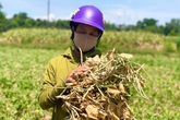 Người dân miền Trung quay quắt trong "chảo lửa" Người dân miền Trung quay quắt trong "chảo lửa"