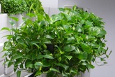 Có một loại cây cảnh hợp tất cả loại mệnh, mang lại tài lộc, may mắn, sức khỏe theo phong thủy, dễ trồng, giá rẻ giật mình Có một loại cây cảnh hợp tất cả loại mệnh, mang lại tài lộc, may mắn, sức khỏe theo phong thủy, dễ trồng, giá rẻ giật mình