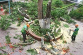Không có chuyện "tàn sát" phượng ở thành phố hoa phượng đỏ Hải Phòng sau vụ cây đổ làm chết học sinh tại TP.HCM Không có chuyện "tàn sát" phượng ở thành phố hoa phượng đỏ Hải Phòng sau vụ cây đổ làm chết học sinh tại TP.HCM
