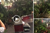 Hà Nội: Cành cây gãy trúng quán cà phê khiến nhiều người chạy tán loạn Hà Nội: Cành cây gãy trúng quán cà phê khiến nhiều người chạy tán loạn