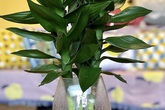 Cây phát lộc rẻ, mang lại tài lộc, may mắn trong phong thủy, đặc biệt hợp với những người mang 2 loại mệnh này Cây phát lộc rẻ, mang lại tài lộc, may mắn trong phong thủy, đặc biệt hợp với những người mang 2 loại mệnh này