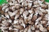 Nấm mối khan hàng, khách chi tiền triệu cũng khó mua Nấm mối khan hàng, khách chi tiền triệu cũng khó mua