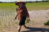 Cảm phục cụ bà gần 90 tuổi ra đồng thấy khỏe hơn ở nhà Cảm phục cụ bà gần 90 tuổi ra đồng thấy khỏe hơn ở nhà