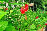 Khó ai ngờ thứ hoa trồng đầy ngoài đường và bờ rào này là loại thuốc quý chữa trĩ và sa sinh dục hiệu quả, không mất tiền Khó ai ngờ thứ hoa trồng đầy ngoài đường và bờ rào này là loại thuốc quý chữa trĩ và sa sinh dục hiệu quả, không mất tiền