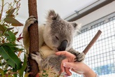 Koala có thể giúp con người chống lại căn bệnh tình dục phổ biến nhất Koala có thể giúp con người chống lại căn bệnh tình dục phổ biến nhất