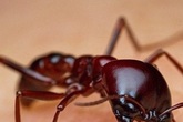 Người đàn ông bị sốc phản vệ do kiến xoan đốt Người đàn ông bị sốc phản vệ do kiến xoan đốt