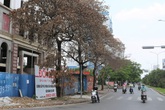 Hải Phòng: Hàng loạt cây xanh quanh tòa nhà đang xây bỗng chết héo khó hiểu Hải Phòng: Hàng loạt cây xanh quanh tòa nhà đang xây bỗng chết héo khó hiểu