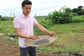 Bỏ việc thành phố, về quê khởi nghiệp từ... hạt mồng tơi Bỏ việc thành phố, về quê khởi nghiệp từ... hạt mồng tơi