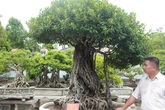 Chiêm ngưỡng bộ ba cây si cổ trị giá chục tỷ đồng của đại gia Vĩnh Phúc Chiêm ngưỡng bộ ba cây si cổ trị giá chục tỷ đồng của đại gia Vĩnh Phúc