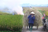 Từ 01/01/2021, Hà Nội không còn hoạt động đốt rơm rạ Từ 01/01/2021, Hà Nội không còn hoạt động đốt rơm rạ
