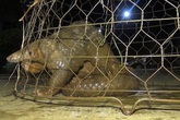 Bất ngờ thấy tê tê quý hiếm nặng 10kg bò ở trước cổng nhà, nhiều người cùng nhau vây bắt Bất ngờ thấy tê tê quý hiếm nặng 10kg bò ở trước cổng nhà, nhiều người cùng nhau vây bắt