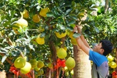 Bưởi Diễn Tết đổ bộ Sài thành, 70 triệu/cây khách vẫn xuống tiền Bưởi Diễn Tết đổ bộ Sài thành, 70 triệu/cây khách vẫn xuống tiền