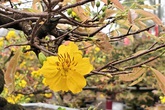 Hoàng mai thơm 120 tuổi rao giá 4 tỷ, chờ đại gia rinh về chơi Tết Hoàng mai thơm 120 tuổi rao giá 4 tỷ, chờ đại gia rinh về chơi Tết