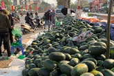Thê thảm dưa hấu, ế dồn đống, 1.000 đồng/kg vừa bán vừa khóc Thê thảm dưa hấu, ế dồn đống, 1.000 đồng/kg vừa bán vừa khóc