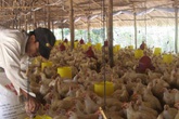 Giá thịt gà rớt thảm hại, thấp hơn giá rau muống Giá thịt gà rớt thảm hại, thấp hơn giá rau muống