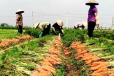 Cánh đồng 100 tỷ đồng rực 1 màu đỏ hiếm có Việt Nam Cánh đồng 100 tỷ đồng rực 1 màu đỏ hiếm có Việt Nam