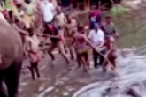 Voi chết oan vì ăn nhầm trái cây nhồi thuốc nổ để bẫy lợn rừng Voi chết oan vì ăn nhầm trái cây nhồi thuốc nổ để bẫy lợn rừng