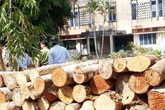 Nguyên giám đốc khu bảo tồn phá rừng ở Đồng Nai bị kỷ luật Nguyên giám đốc khu bảo tồn phá rừng ở Đồng Nai bị kỷ luật
