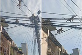 Lạ lùng đàn khỉ “tung hoành” ngay giữa TP Hồ Chí Minh Lạ lùng đàn khỉ “tung hoành” ngay giữa TP Hồ Chí Minh