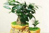 6 loại cây phong thủy đặt bàn thờ hút tài lộc vào như nước trong năm mới 6 loại cây phong thủy đặt bàn thờ hút tài lộc vào như nước trong năm mới