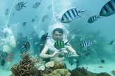 Đi bộ dưới đáy biển ngắm san hô và cá ở Phú Quốc Đi bộ dưới đáy biển ngắm san hô và cá ở Phú Quốc