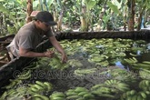 Phát hiện hơn 20 ngàn kg chuối ngâm nước, phun thuốc bảo quản không rõ nguồn gốc trước khi đưa đi tiêu thụ dịp Tết Phát hiện hơn 20 ngàn kg chuối ngâm nước, phun thuốc bảo quản không rõ nguồn gốc trước khi đưa đi tiêu thụ dịp Tết