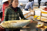 Ngư dân Hà Tĩnh trúng đậm "lộc biển", thu về hơn 600 triệu đồng Ngư dân Hà Tĩnh trúng đậm "lộc biển", thu về hơn 600 triệu đồng