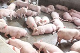 Siết chặt việc vận chuyển lợn trái phép qua biên giới Siết chặt việc vận chuyển lợn trái phép qua biên giới