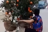 Người phụ nữ đu bám sau xe máy chở quất Tết để giữ cân bằng khiến cư dân mạng sợ hãi! Người phụ nữ đu bám sau xe máy chở quất Tết để giữ cân bằng khiến cư dân mạng sợ hãi!