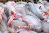 Loài cá làm thức ăn cho heo thành đặc sản ngày lạnh, ngư dân trúng đậm đầu năm Loài cá làm thức ăn cho heo thành đặc sản ngày lạnh, ngư dân trúng đậm đầu năm