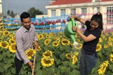 Bỏ việc công ty, chàng trai 9x khởi nghiệp với cánh đồng hoa mặt trời Bỏ việc công ty, chàng trai 9x khởi nghiệp với cánh đồng hoa mặt trời