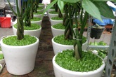 Chuyên gia chia sẻ những điều nên làm và không nên làm đầu năm mới Chuyên gia chia sẻ những điều nên làm và không nên làm đầu năm mới