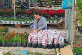 Đồng Tháp: Làng hoa Sa Đéc tất bật mùa hoa Tết Đồng Tháp: Làng hoa Sa Đéc tất bật mùa hoa Tết