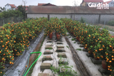 Giảm 60% giá vẫn ế ẩm, hàng ngàn gốc quất ở Văn Giang (Hưng Yên) chực chờ nhổ bỏ Giảm 60% giá vẫn ế ẩm, hàng ngàn gốc quất ở Văn Giang (Hưng Yên) chực chờ nhổ bỏ