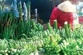 Chuối dấm hóa chất – Có hay không? Chuối dấm hóa chất – Có hay không?