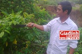 Gặp lương y sở hữu bài thuốc trị bệnh gan độc đáo ở Hà Giang Gặp lương y sở hữu bài thuốc trị bệnh gan độc đáo ở Hà Giang