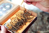Đặc điểm nhận dạng đông trùng hạ thảo thật và các phương pháp sử dụng đúng cách Đặc điểm nhận dạng đông trùng hạ thảo thật và các phương pháp sử dụng đúng cách