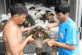 Hiểm họa từ những chuyến săn rùa biển Hiểm họa từ những chuyến săn rùa biển