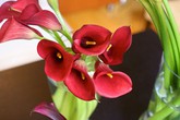 3 mẫu hoa rum dễ cắm cho ngày 20/10 3 mẫu hoa rum dễ cắm cho ngày 20/10