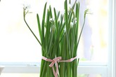Cách trồng hoa thủy tiên trắng hoàn hảo Cách trồng hoa thủy tiên trắng hoàn hảo