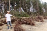 Thanh Hóa: Bão số 6 cuốn trôi 1,2ha rừng phòng hộ Thanh Hóa: Bão số 6 cuốn trôi 1,2ha rừng phòng hộ