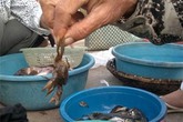 Chiêu trò biến cua đồng bằng bùn đất, hóa chất Chiêu trò biến cua đồng bằng bùn đất, hóa chất