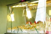 Thanh niên đi xe đạp, dùng gạch cướp tiệm vàng Thanh niên đi xe đạp, dùng gạch cướp tiệm vàng