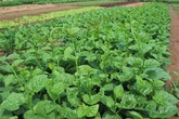 9 công dụng tuyệt vời của rau mồng tơi 9 công dụng tuyệt vời của rau mồng tơi