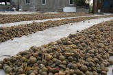 Rùng mình cảnh chôn sấu, quất đến thối để làm mứt Rùng mình cảnh chôn sấu, quất đến thối để làm mứt