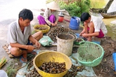 Nguy cơ từ chiến dịch săn ốc bươu vàng Nguy cơ từ chiến dịch săn ốc bươu vàng