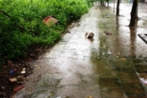 Vợ một lãnh đạo công an phường bị giết chết trên vỉa hè Vợ một lãnh đạo công an phường bị giết chết trên vỉa hè